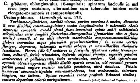 gymnocalyciums: Haworth 1816 BotanicalRegister, 137, diagnosis of Cactus gibbosus