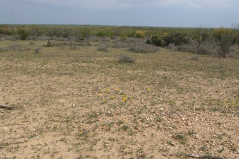 The peyote crisis; root plowed land