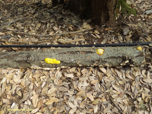 Fuligo septica on a log