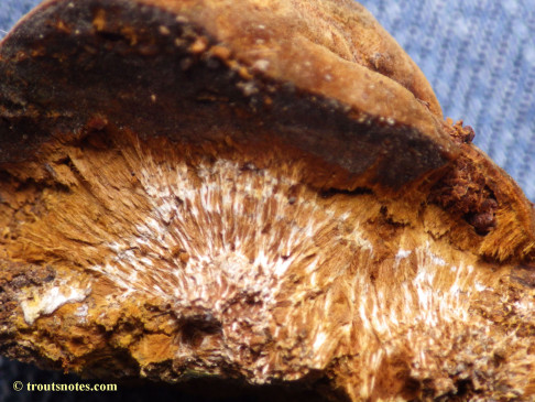 maybe slime-mold sclerotia (interior)?