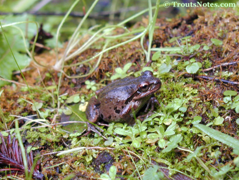 Acris crepitans; the Pacific Chorus frog