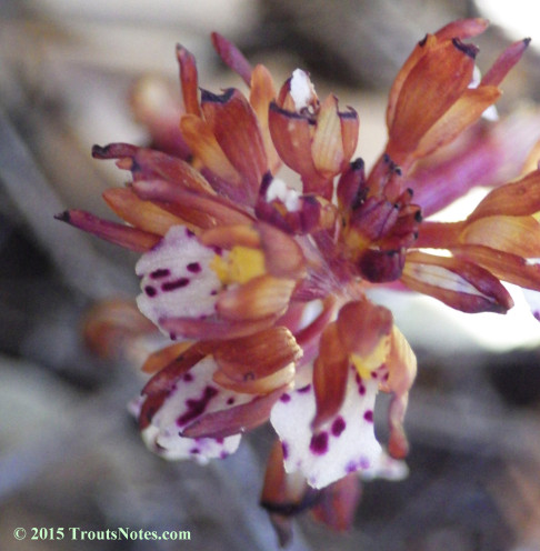 Corallorhiza maculata; spotted coral-root