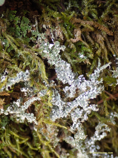 lichenized moss