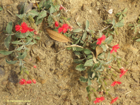 ‪Silene laciniata ssp. californica‬