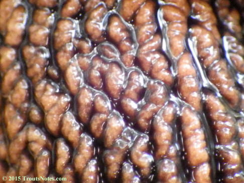 Redwood Sideband (Monadenia infumata)