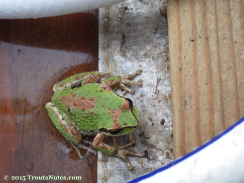 Pacific chorus frog (Acris crepitans)