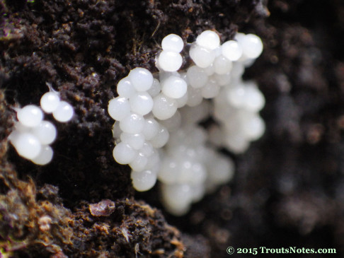 Slime molds getting started on forming sporangiums