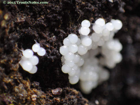 Slime molds getting started on forming sporangiums