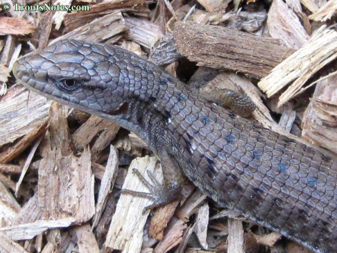 an Alligator lizard