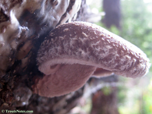 Shiitake mushroom fruiting on a log