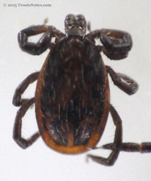 Adult male Ixodes pacificus