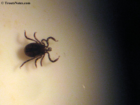 a male Ixodes pacificus, the black-legged tick