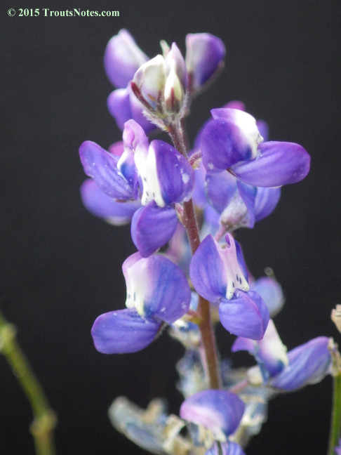 Lupine 26 May 2015