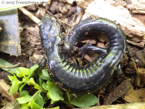 Speckled black salamander; Aneides flavipunctatus flavipunctatus