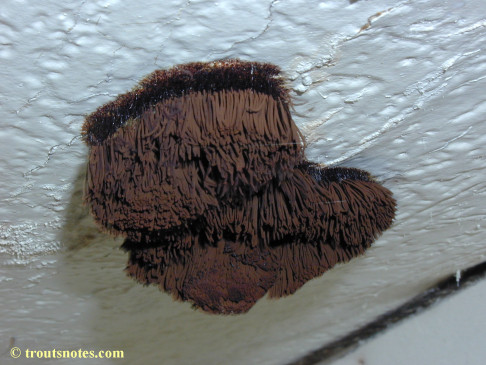 a chocolate tube slime mold