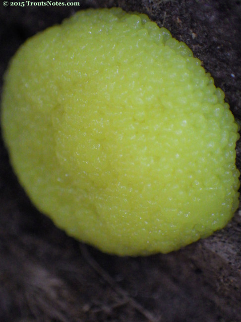 slime mold 13 may 2015