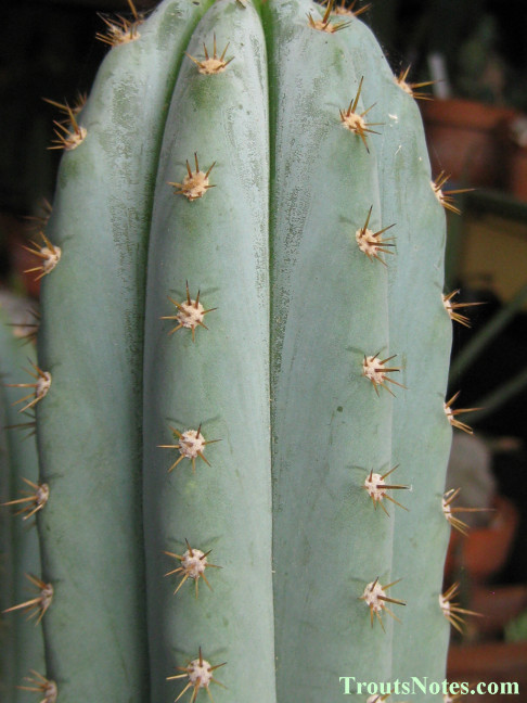 Trichocereus sold as San Pedro (Peru) in 2009