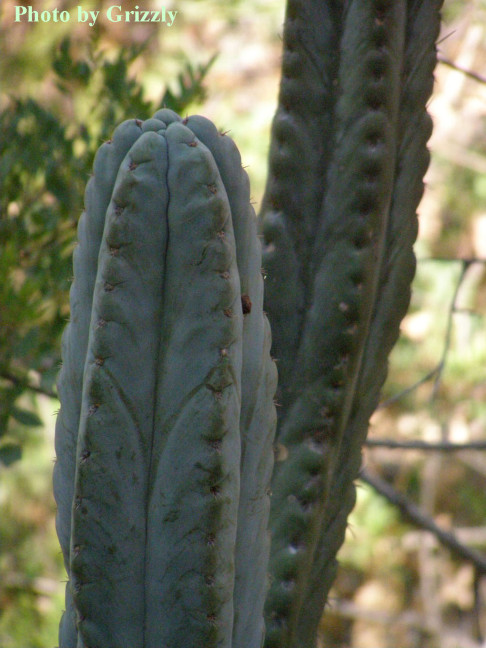 Trichocereus peruvianus above Matucana with short spine (Grizzly in 2008)