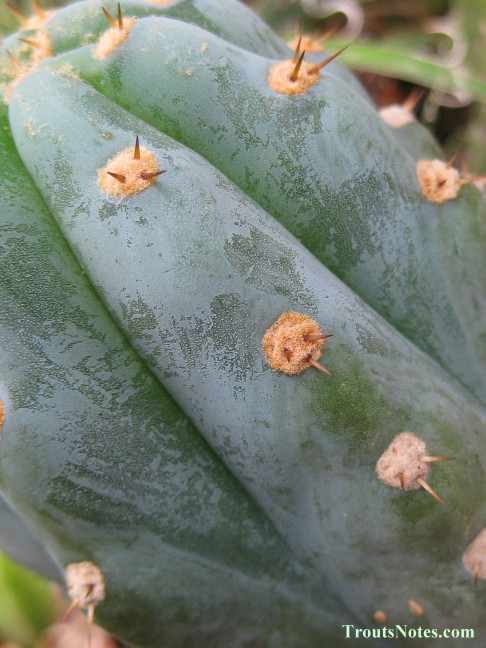 Trichocereus sold as San Pedro (Peru) in 2013