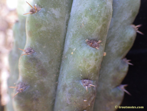 Trichocereus sold as San Pedro (Peru)