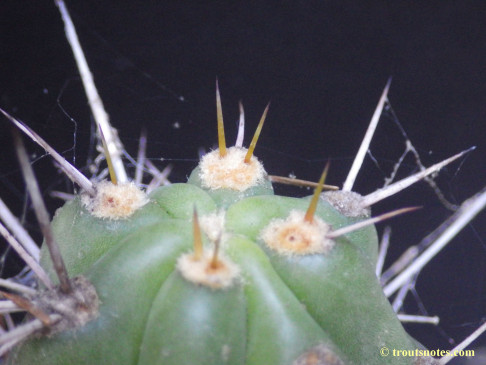 Trichocereus tulhuayacensis (Knize)