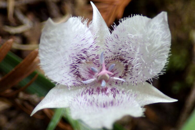 Calochortus tolmei