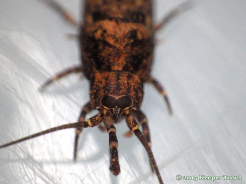 jumping bristletail