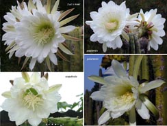 Trichocereus-flowers-compared