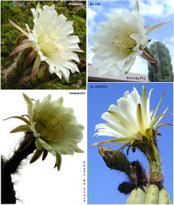 Trichocereus-flowers-compared