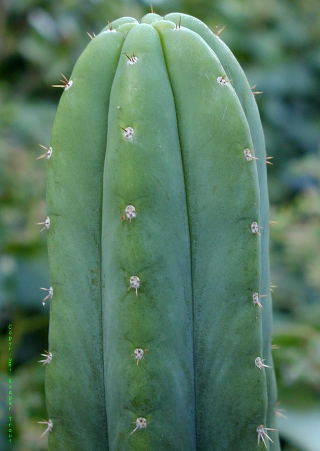 Trichocereus peruvianus huancabamba