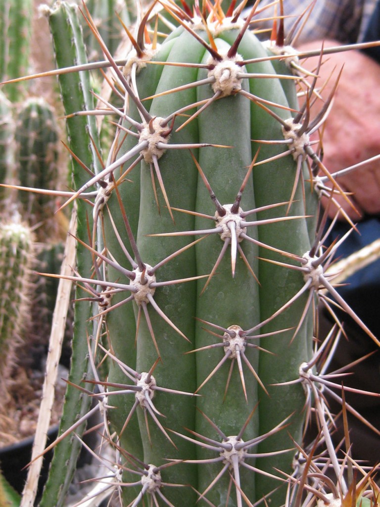 Trichocereus deserticola – Trout's Notes