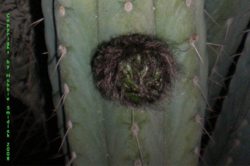 Trichocereus-pachanoi-Quito-HubbieSmidlak