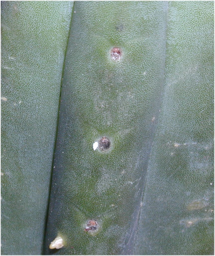 Ecuadorian Trichocereus pachanoi from Knize viewedcloser