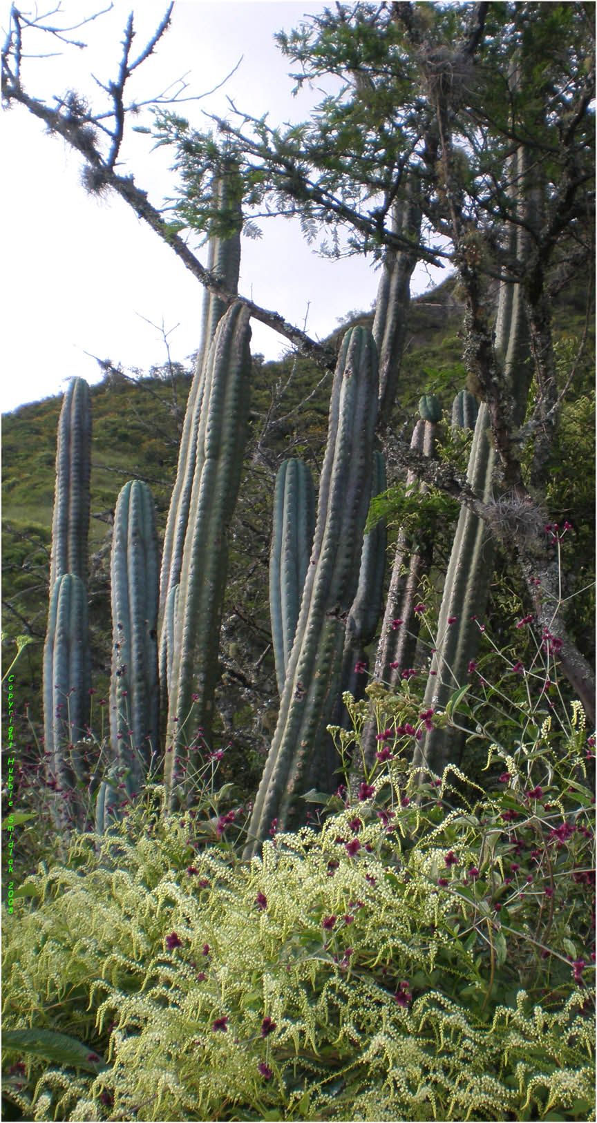 Trichocereus-pachanoi-Vilcabamba-HubbieSmidlak