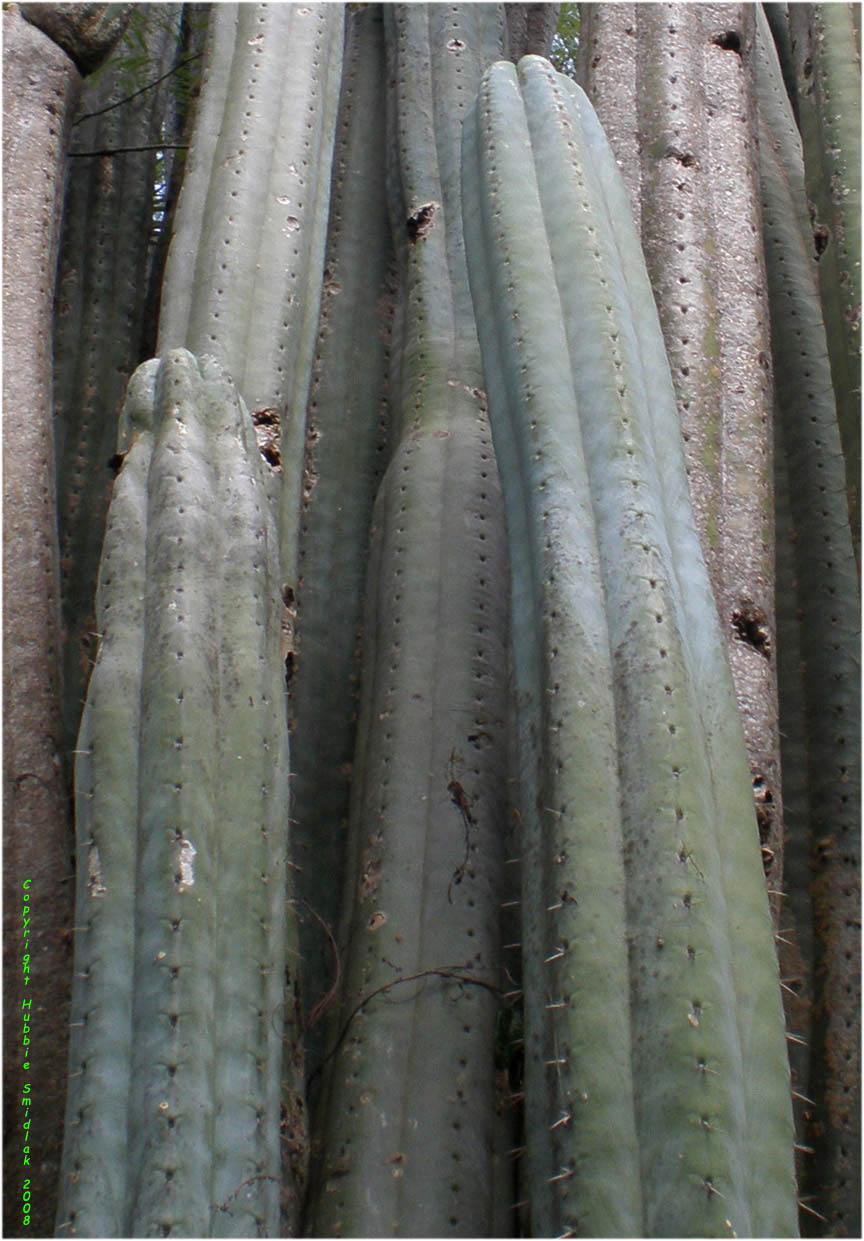 Trichocereus-pachanoi-Vilcabamba-HubbieSmidlak