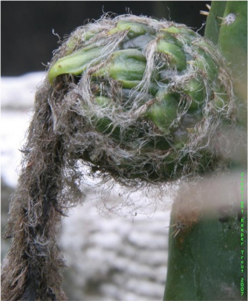 pachanot fruit after rain