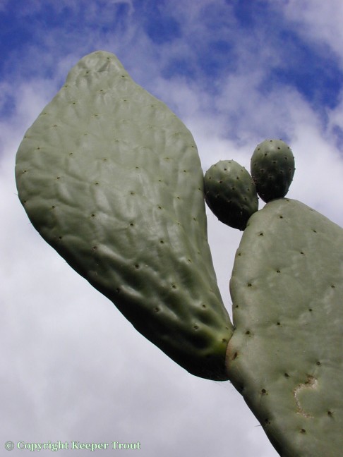 distribution; Opuntia-ficus-indica