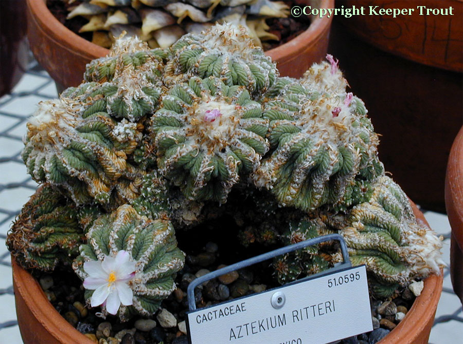 Aztekium ritteri