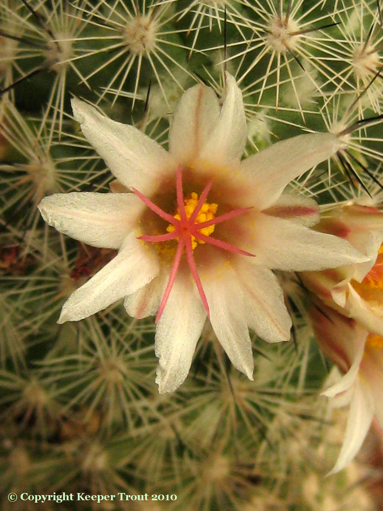 Mammillaria-sp-NMCR