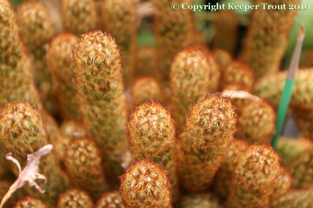 Mammillaria-elongata-NMCR