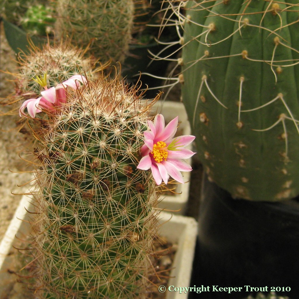 Mammillaria-microcarpa-NMCR