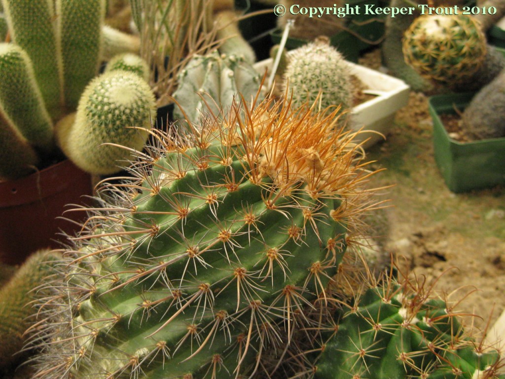 Parodia-variabilis-NMCR