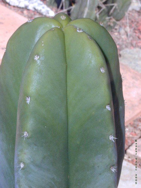 Trichocereus scopulicola NMCR