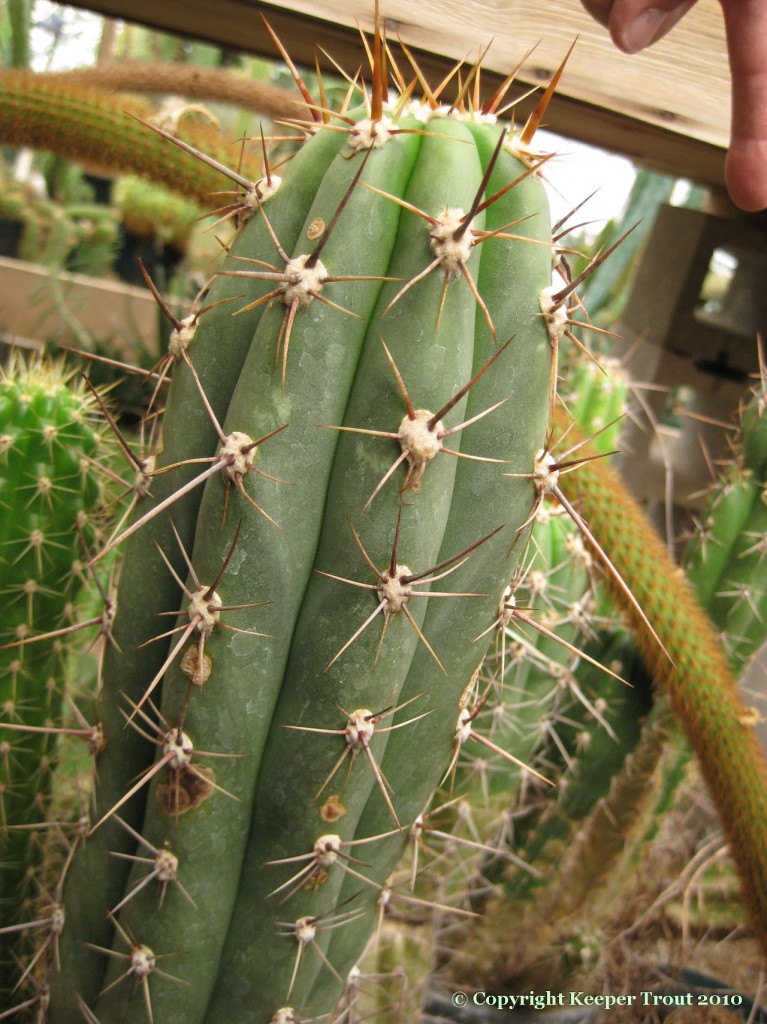 Trichocereus-macrogonus-KK923-NMCR_2010