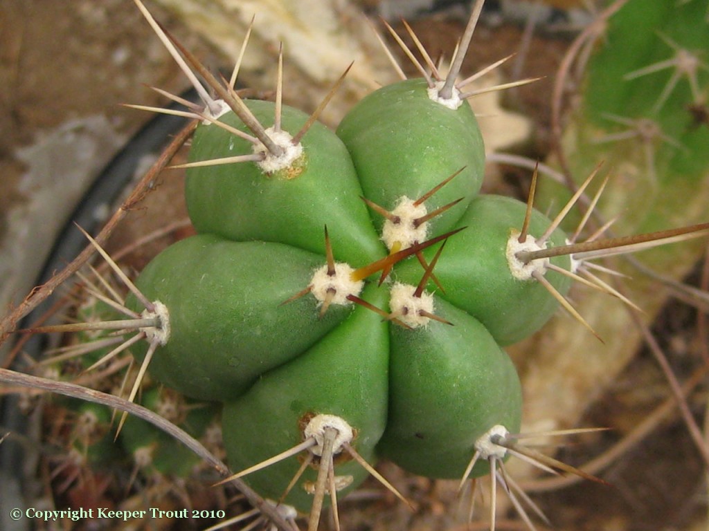 Trichocereus-macrogonus-KK923-NMCR_2010