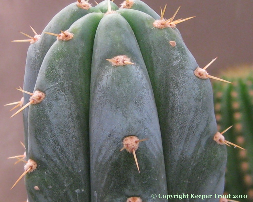 Trichocereus-macrogonus-giganteus-Field-NMCR