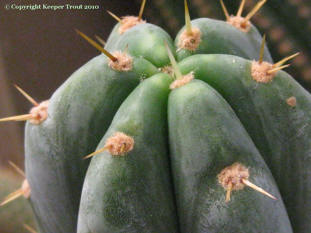 Trichocereus-macrogonus-giganteus-Field-NMCR