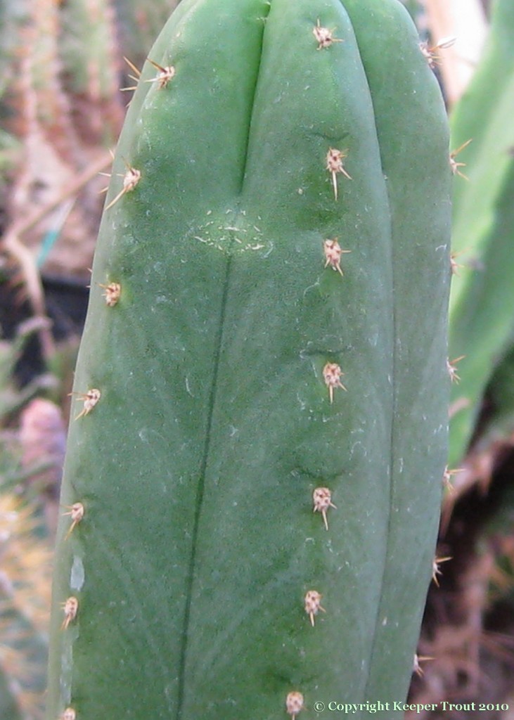 Trichocereus-pachanoi-Tarapoto-NMCR-2010