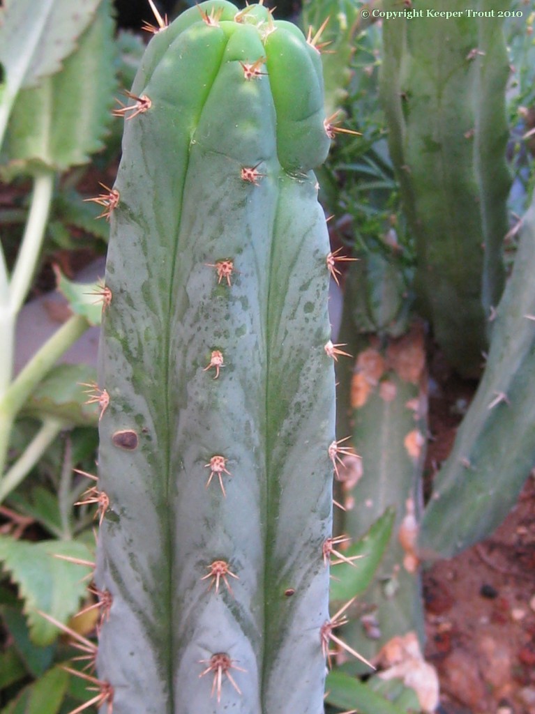 Trichocereus-pachanoi-crassiaboreus-NMCR