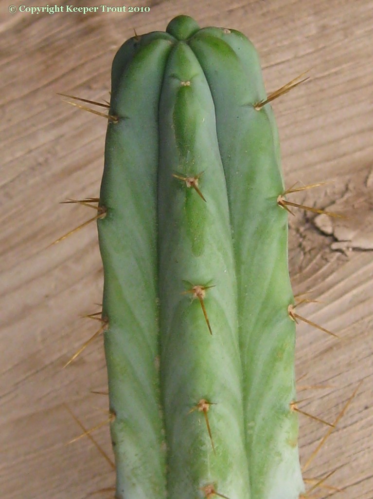 Trichocereus-pachanoi-var-puquiensis-NMCR-2010